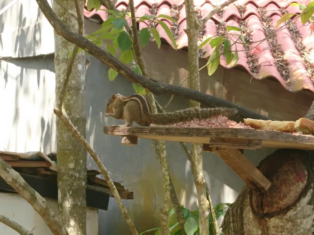 Little Mount Guest House Mirissa Exterior photo